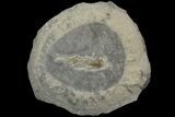 Fossil Phyllocarid (Dithyrocaris) - Bear Gulch Limestone, Montana #113196-1